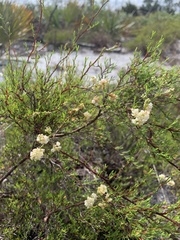Polygonum dentoceras