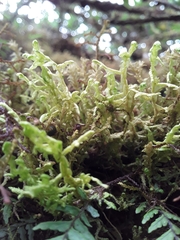 Lepicolea