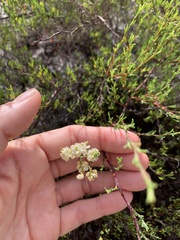 Polygonum dentoceras