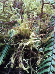 Lepicolea