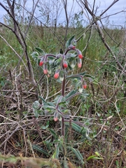 Onosma
