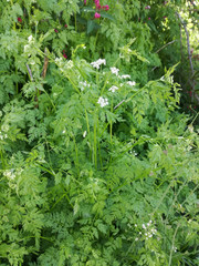 Anthriscus cerefolium