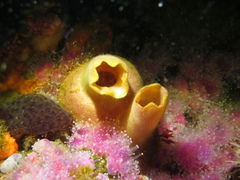 Ascidia incrassata
