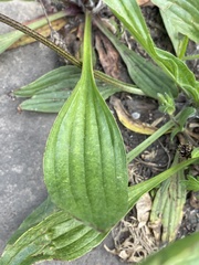 Plantago lanceolata