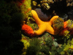 Callopatiria