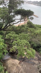 Heliotropium arboreum