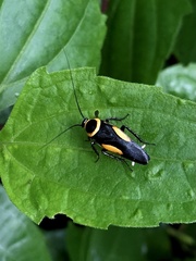 Hemithyrsocera vittata