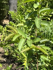 Psidium guajava