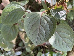 Plectranthus ciliatus