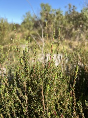 Cliffortia ericifolia