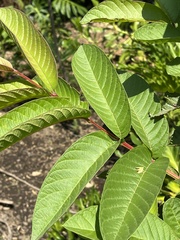 Psidium guajava