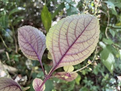 Plectranthus ciliatus