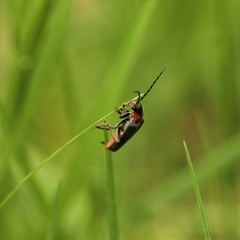 Cantharis reichei