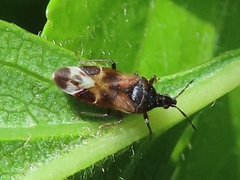Anthocoris nemoralis