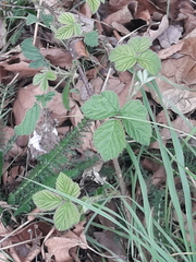 Rubus fruticosus