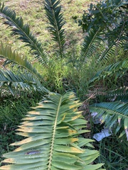 Encephalartos