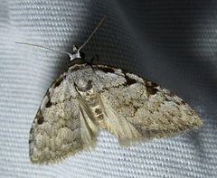 Nola triquetrana