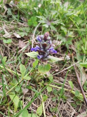 Ajuga reptans