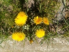 Taraxacum officinale