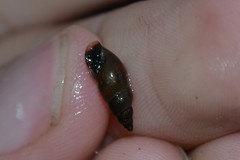 Omphiscola glabra