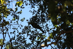 Melaniparus niger niger