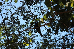 Melaniparus niger niger