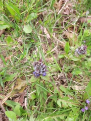 Ajuga reptans