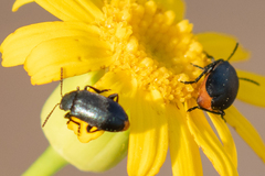 Gastrida abdominalis