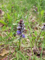 Ajuga reptans