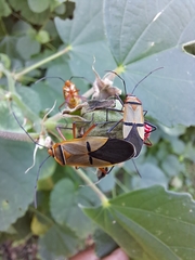 Dysdercus nigrofasciatus