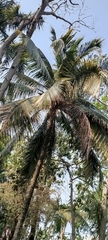 Arecaceae
