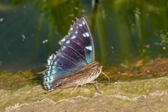 Charaxes guderiana