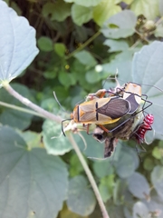 Dysdercus nigrofasciatus