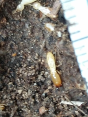 Reticulitermes grassei