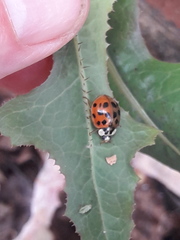 Harmonia axyridis