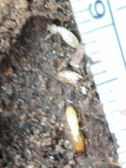 Reticulitermes grassei