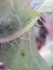 Lactuca serriola