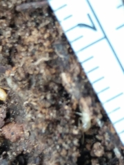 Reticulitermes grassei