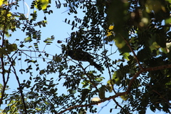 Melaniparus niger niger