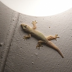 Hemidactylus platyurus