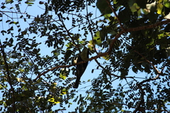 Melaniparus niger niger
