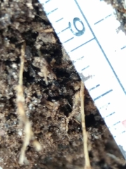 Reticulitermes grassei