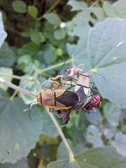 Dysdercus nigrofasciatus