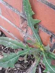 Lactuca serriola