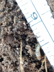 Reticulitermes grassei