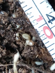 Reticulitermes grassei