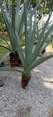 Agave tequilana