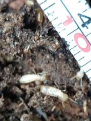 Reticulitermes grassei