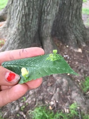 Tetraneura