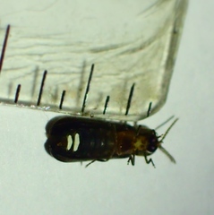 Phausis reticulata